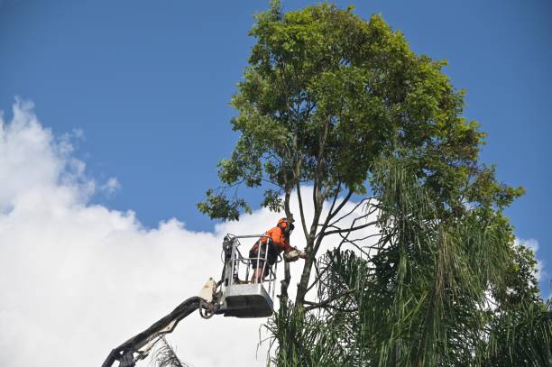 Best Root Management and Removal  in Centerville, IN