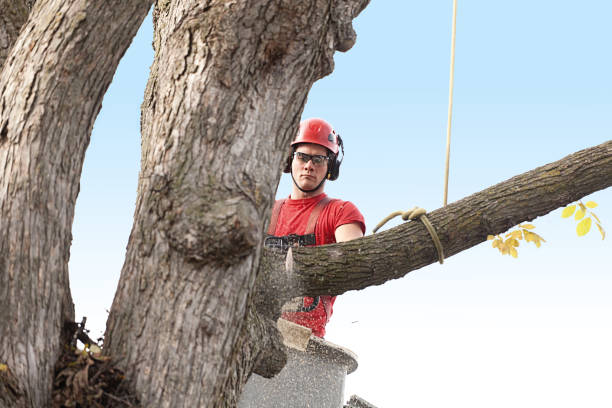 Best Leaf Removal  in Centerville, IN